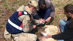 JANDARMADAN YARALI ÇOBAN KÖPEĞİNE ŞEFKAT ELİ 