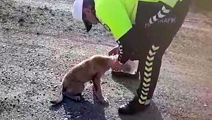 KAFASINA GEÇİRİLEN BİDONLA DOLAŞAN KÖPEĞİ POLİS KURTARDI 