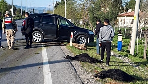 LÜKS CİP KOYUN SÜRÜSÜNE DALDI, 18 HAYVAN TELEF OLDU 