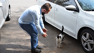 PATİSİYLE KAPIYI AÇAN KEDİ FENOMEN OLDU 