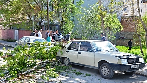 ÇÜRÜK KAVAK AĞACI OTOMOBİLİN ÜZERİNE DEVRİLDİ 