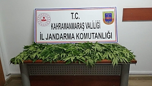 KAHRAMANMARAŞ'TA KENEVİR OPERASYONU 