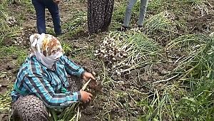 KAHRAMANMARAŞ’TA SARIMSAK HASADI BAŞLADI 