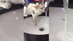 MİNİK KEDİ SUSUZLUĞUNU MUSLUKTAN GİDERDİ 