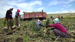 SICAKTA ÇALIŞAN TARIM İŞÇİLERİNİN EKMEK MÜCADELESİ 