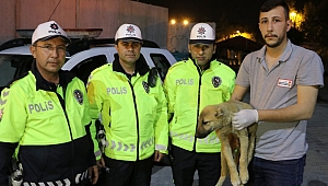 YARALI KÖPEĞE POLİS SAHİP ÇIKTI 