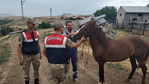 AT HIRSIZI YAKALANDI 