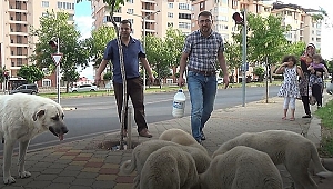 EVİNE GÖTÜRECEĞİ SÜTÜ SOKAK KÖPEKLERİNE İÇİRDİ 