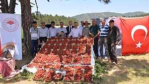 KAHRAMANMARAŞ'TA ÇİLEK HASADI DÜZENLENEN TARLA GÜNÜ İLE BAŞLADI