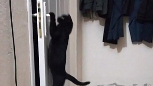 PATİSİYLE KAPIYI AÇAN KEDİ FENOMEN OLDU 