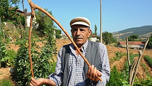 BİR DUT DALIYLA TARLALARI SUYA KAVUŞTURUYOR 