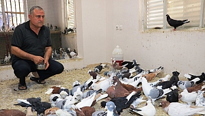 GÜVERCİN SEVGİSİ SINIR TANIMIYOR