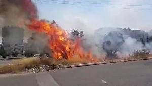 KAHRAMANMARAŞ'TA ZEYTİNLİKTE YANGIN 