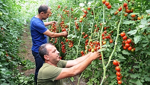 KOMŞU İLLERİN DOMATESİ KAHRAMANMARAŞ'TAN 