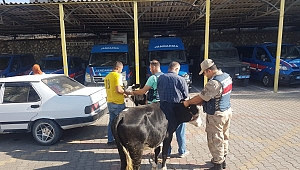 ÇALDIKLARI BÜYÜKBAŞ HAYVANLARI OTOMOBİLLE KAÇIRIRKEN YAKALANDILAR 