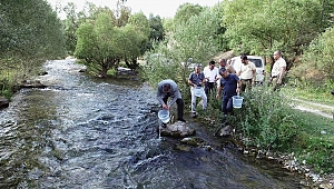 KIRMIZI BENEKLİ YAVRULAR TÖRBÜZEK ÇAYI İLE BULUŞTU