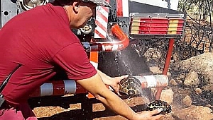 ORMANCILAR KAPLUMBAĞALARI YANMAKTAN KURTARDI 