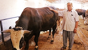 OTOMOBİL FİYATINA KURBANLIK TOSUN