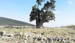 AFŞİN'DE Kİ O AĞAÇ İÇİN 