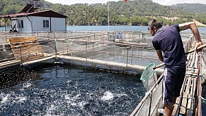 ALABALIKTAN YILLIK 8 MİLYON EURO GELİR 