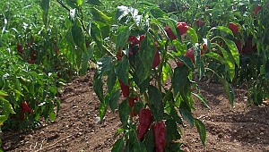 MARKA ŞEHRİN MARKA DEĞERİ MARAŞ BİBERİ