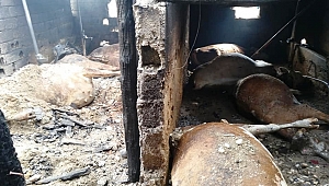 KAHRAMANMARAŞ’TA AHIR YANGINI: 17 HAYVAN TELEF OLDU!