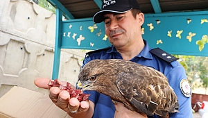KAHRAMANMARAŞ'TA AKIMA KAPILAN KIZIL ŞAHİNE POLİS SAHİP ÇIKTI