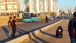 KAHRAMANMARAŞ’TA PARAŞÜTÇÜ KARAYOLUNA İNDİ