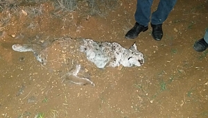 NESLİ TEHLİKE ALTINDAKİ VAŞAK, AV TÜFEĞİYLE ÖLDÜRÜLDÜ
