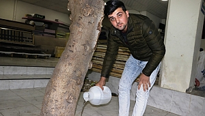 Ocağına İncir Ağacı Dikti