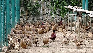 2019’da Yaklaşık 100 Bin Kanatlı Yetiştirilerek Doğaya Salındı