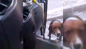 Köpek İle Halk Otobüsü Şoförünün Dostluğu