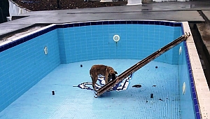 Havuza Düşen Köpeği İşçiler Kurtardı