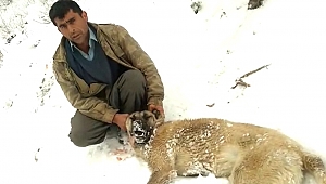 Kahramanmaraş’ta Köpekleri Zehirlenen Vatandaş İsyan Etti
