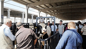 Kahramanmaraş’ta Hayvan Borsaları Şap Hastalığına Karşı Kapatıldı