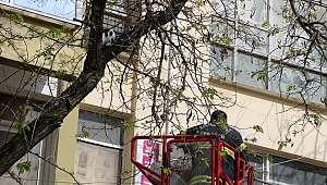 Ağaçta Mahsur Kalan Kediyi İtfaiye Kurtardı