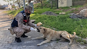 Jandarma Sokak Hayvanlarını Unutmadı