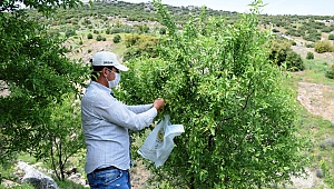 Orman Sahalarından 10 Ton Badem Hasat Edildi