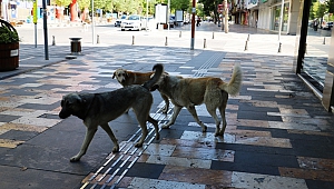 Boş Sokaklar Köpeklere Kaldı