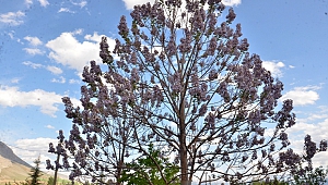 Dünyanın En Hızlı Büyüyen Ağacı