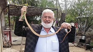 Eve Giren 1,5 Metrelik Boz Yılanı Elleriyle Yakalayıp Doğaya Saldılar