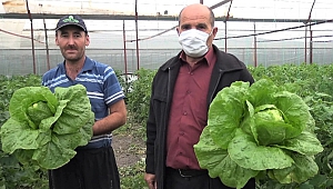 Marul Ve Salatalık Çiftçinin Yüzünü Güldürdü