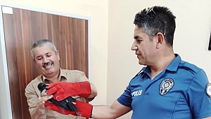 Polis, Yaralı Şahini Görevlilere Teslim Etti.