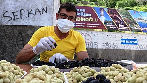 Şifa Deposu ‘Dut’ Tezgahlarda Yerini Aldı