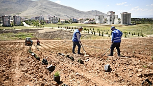 Türkiye’nin En Büyük Lavanta Vadisine Ev Sahipliği Yapacak