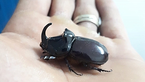 Dünyanın En Güçlü Böceği, Davetsiz Misafiri Oldu