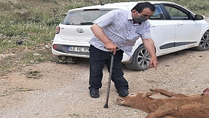 Engerek Yılanının Soktuğu Buzağı Telef Oldu
