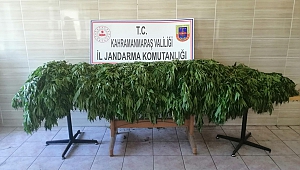 Jandarmadan Uyuşturucu Operasyonu