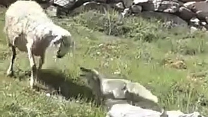 Koyun Sürüsüne Saldıran Tilkiyi Çoban Köpekleri Telef Etti