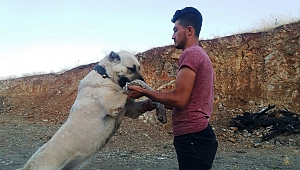 Otomobil Fiyatına Çoban Köpeği
